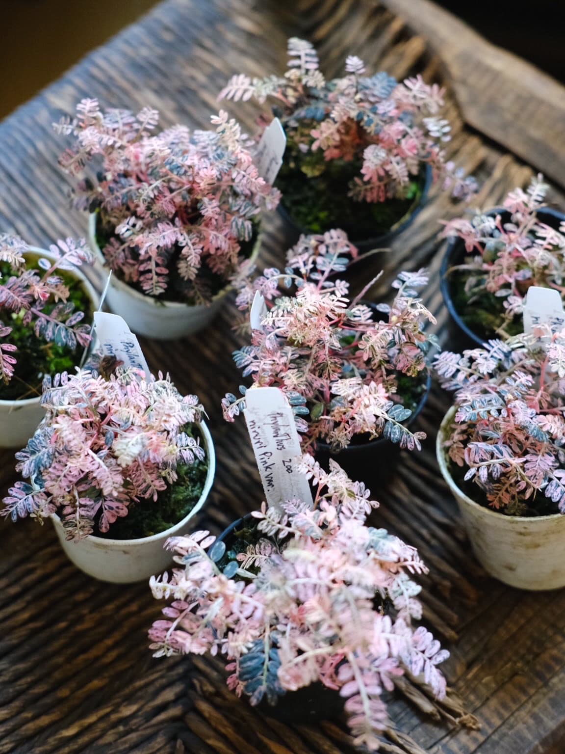 フィランサス・ウリナリア ピンク斑入り｜Phyllanthus urinaria 'Pink Variegated' 図鑑