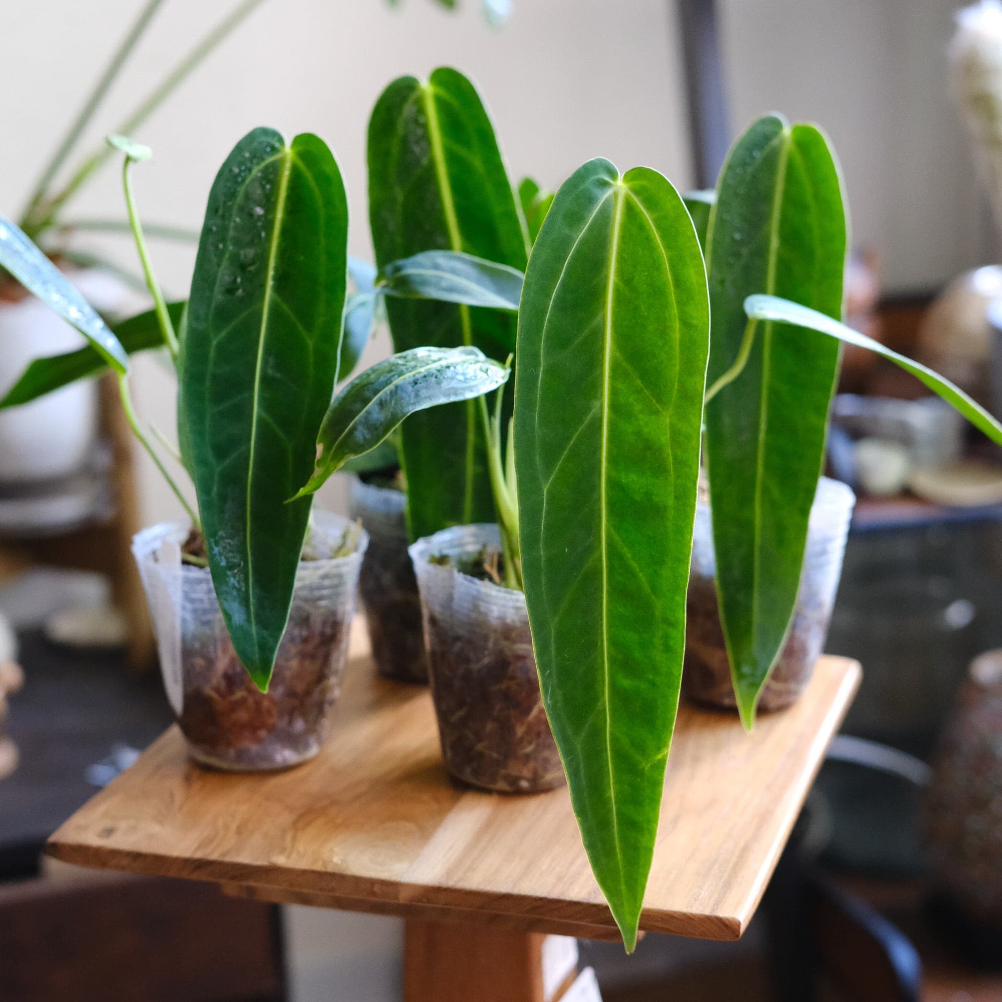 Anthurium Warocqueanum アンスリウム・ワロク
