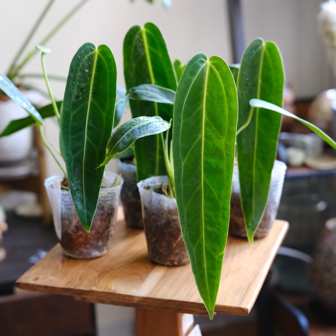 観葉植物は根を切っても大丈夫?植え替え時の正しい切り方 | tokyoplants media