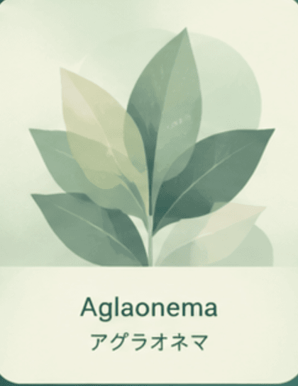 Aglaonema