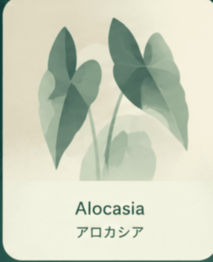 Alocasia