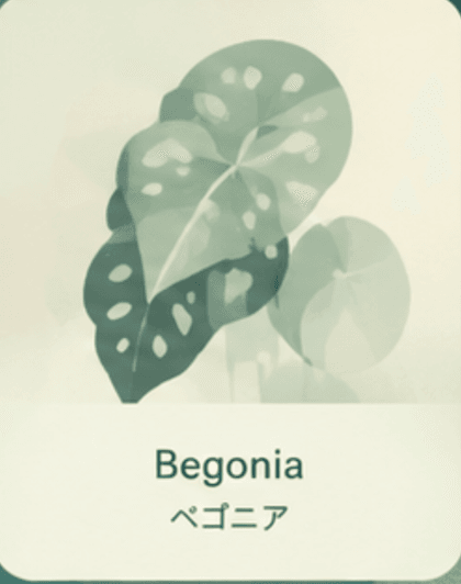Begonia