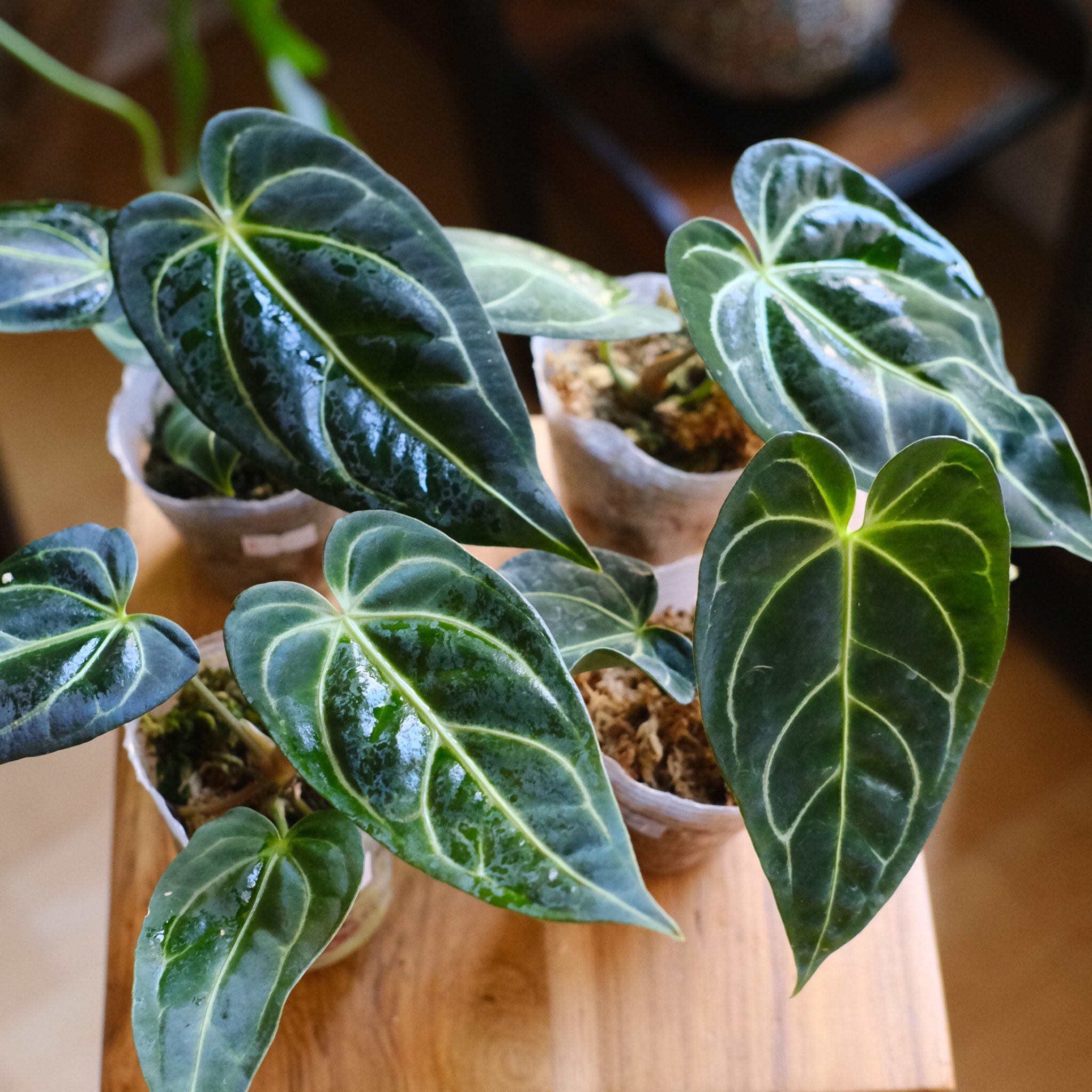 Anthurium Regale｜アンスリウム・レガレ
