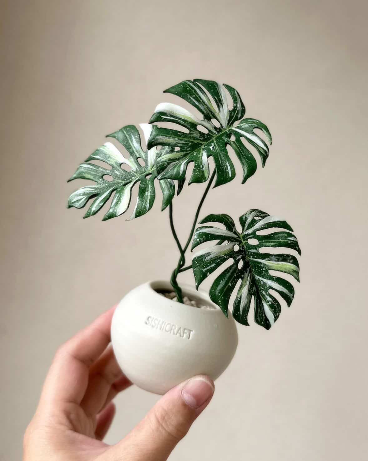 Monstera deliciosa variegated｜レザーボタニカル