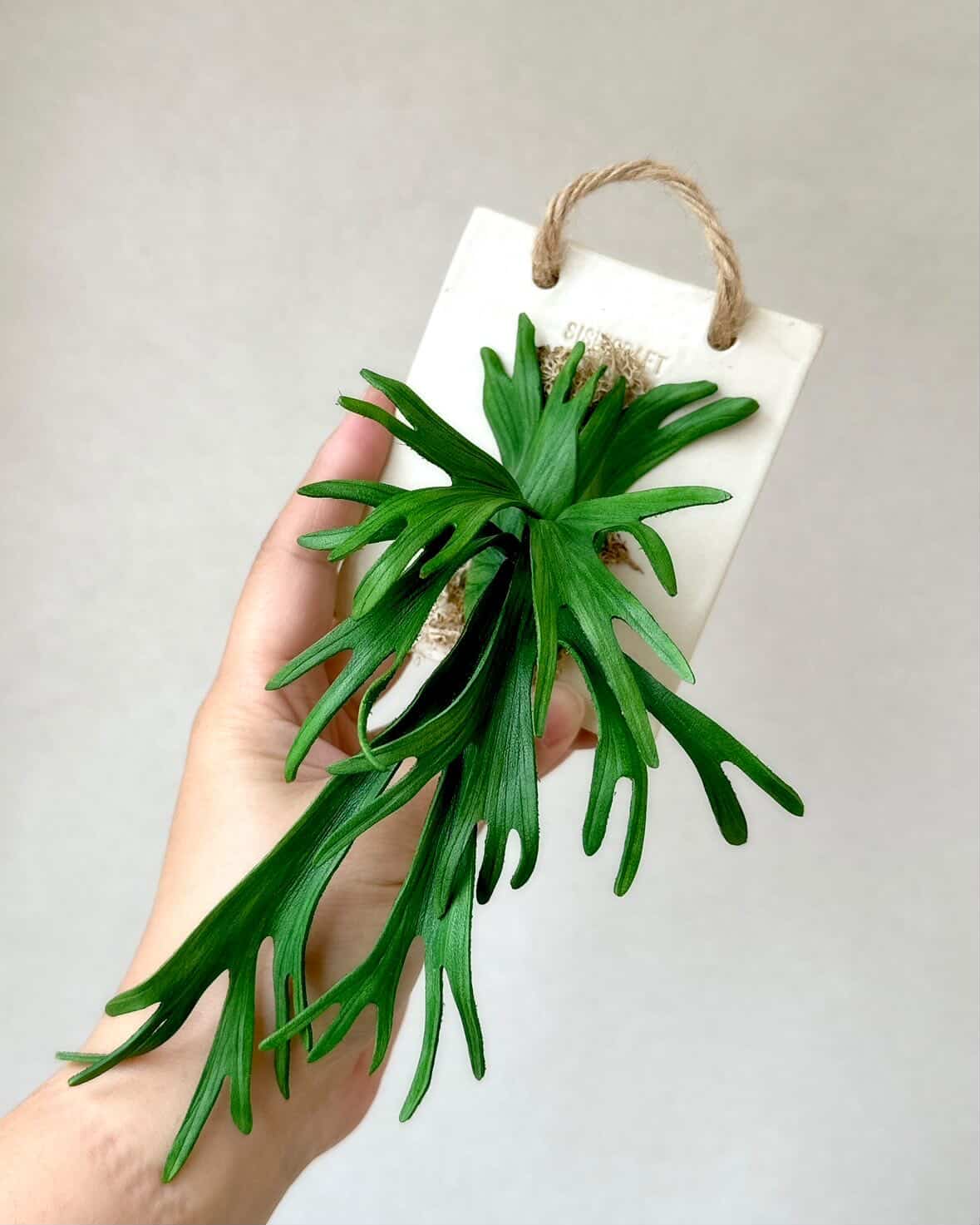 Platycerium willinckii｜レザーボタニカル
