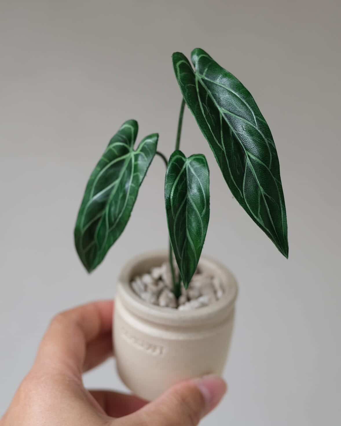 Anthurium warocqueanum｜レザーボタニカル