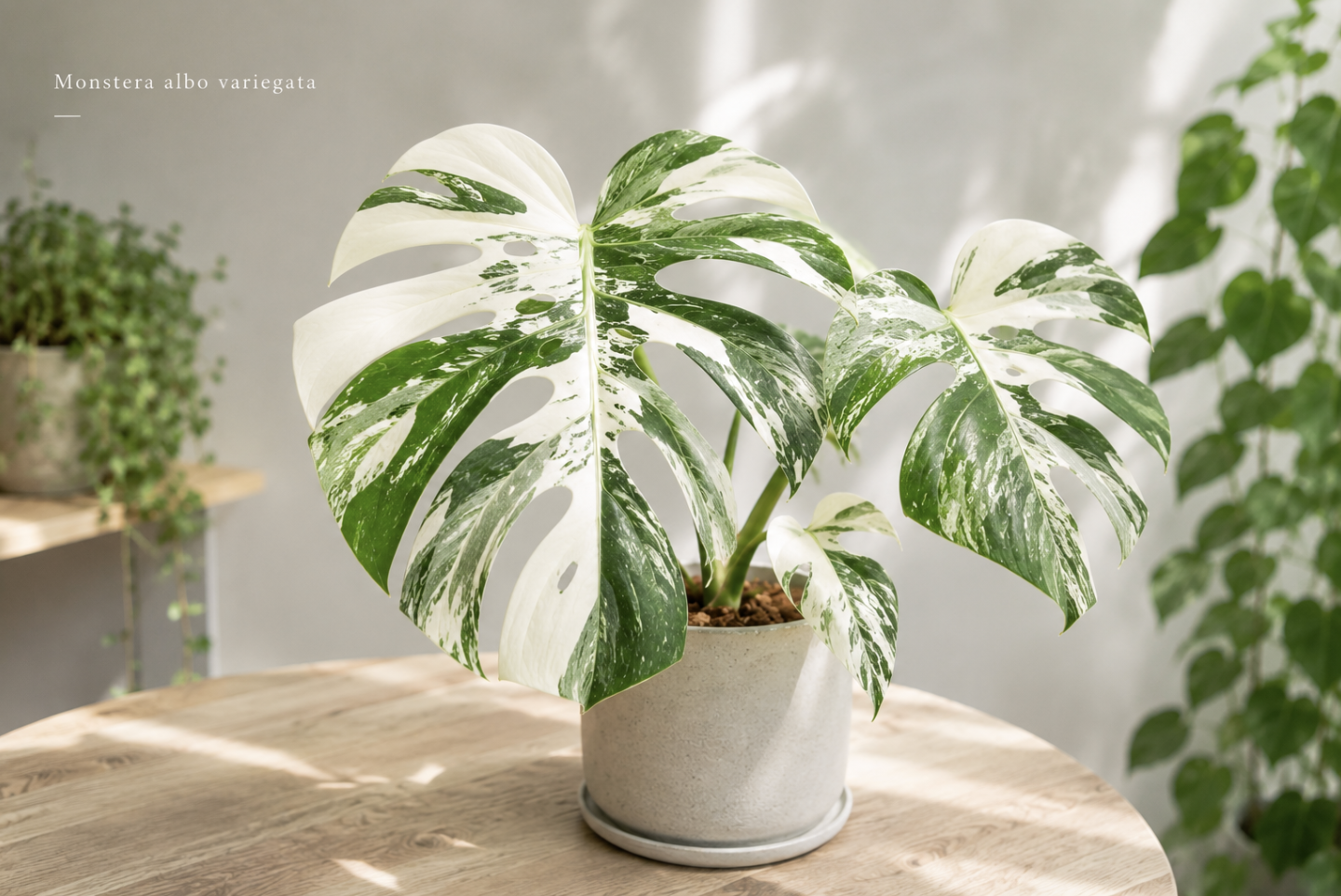 モンステラ属とは｜主な品種・育て方・特徴を解説 | tokyoplants media