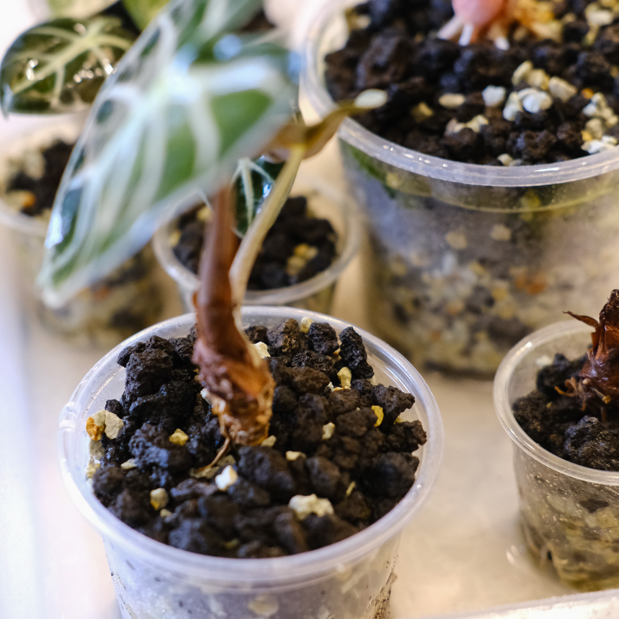 梅雨の水やりと葉水|観葉植物の正しい頻度とタイミング