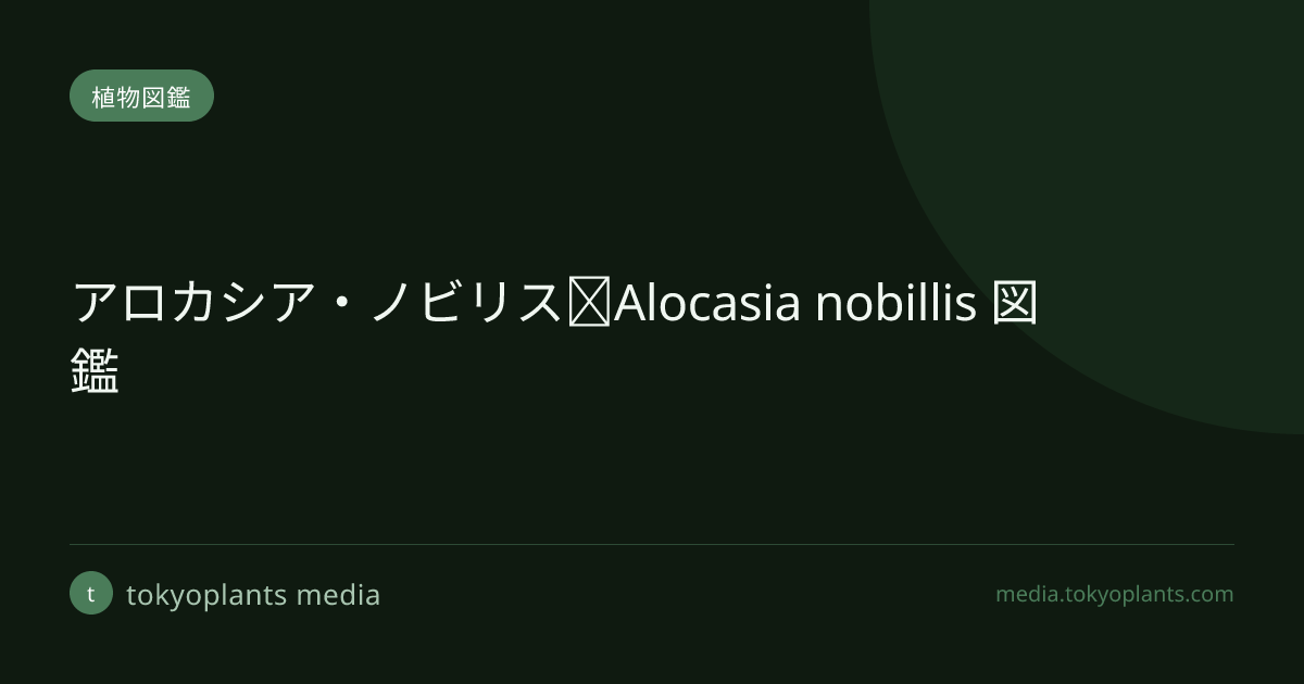 アロカシア・ノビリス｜Alocasia nobillis 図鑑 | tokyoplants media