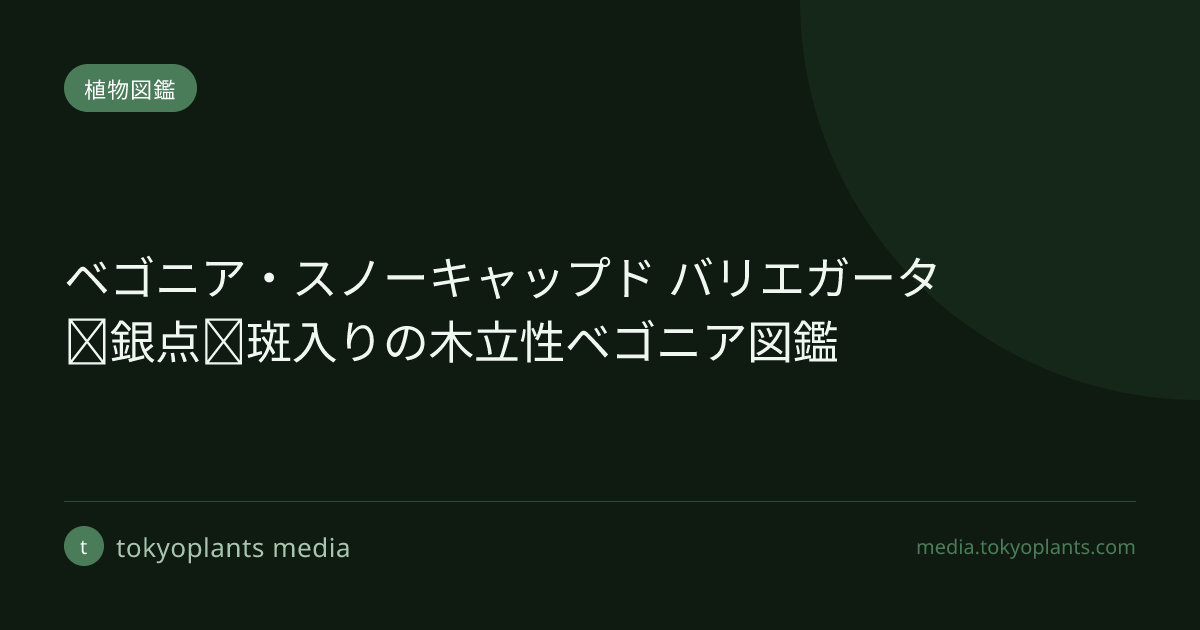 ベゴニア・スノーキャップド バリエガータ｜銀点＋斑入りの木立性
